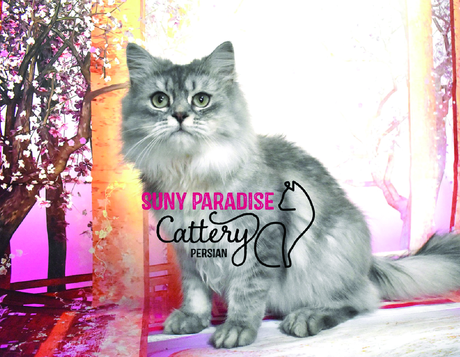 Persian Cats-01