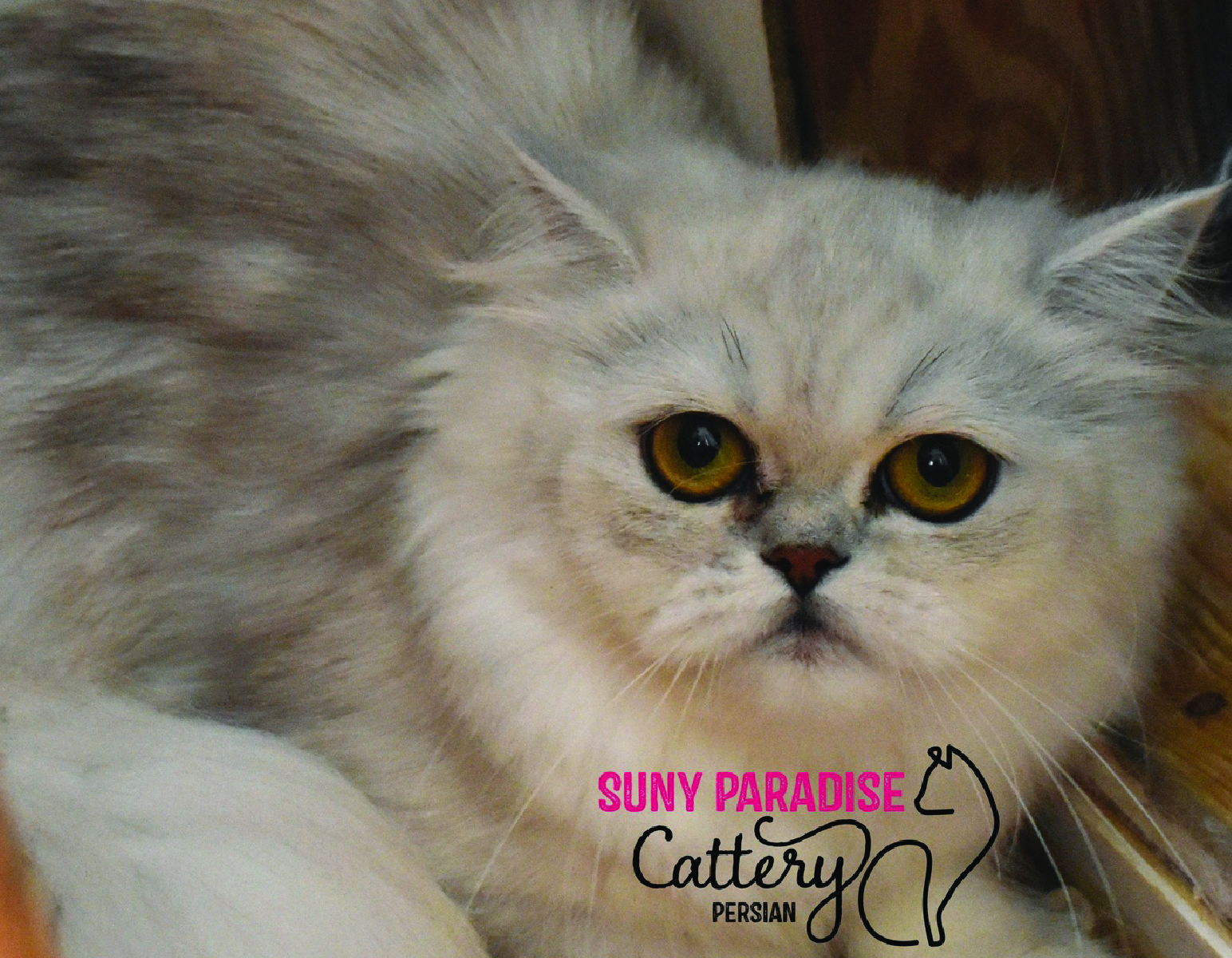 Persian Cats-02