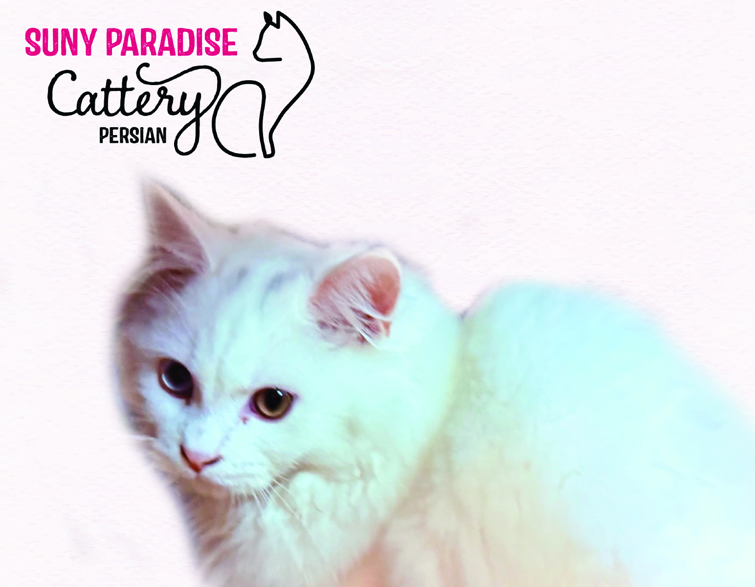 cattery joann cats